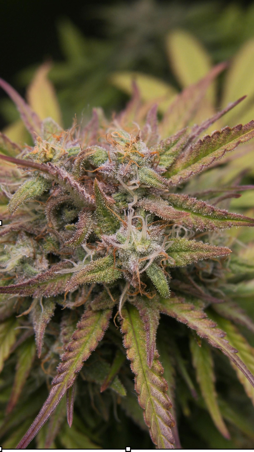 Eco-Friendly, Future-Ready