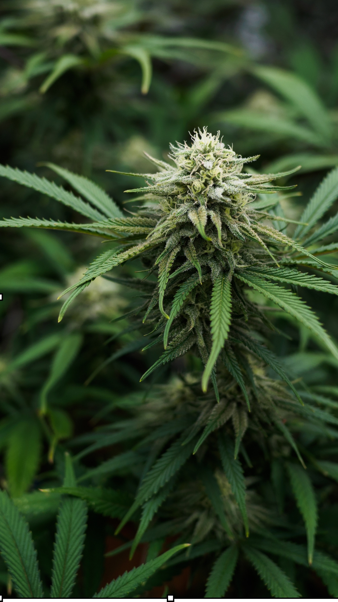 Your Satisfaction, Our Priority