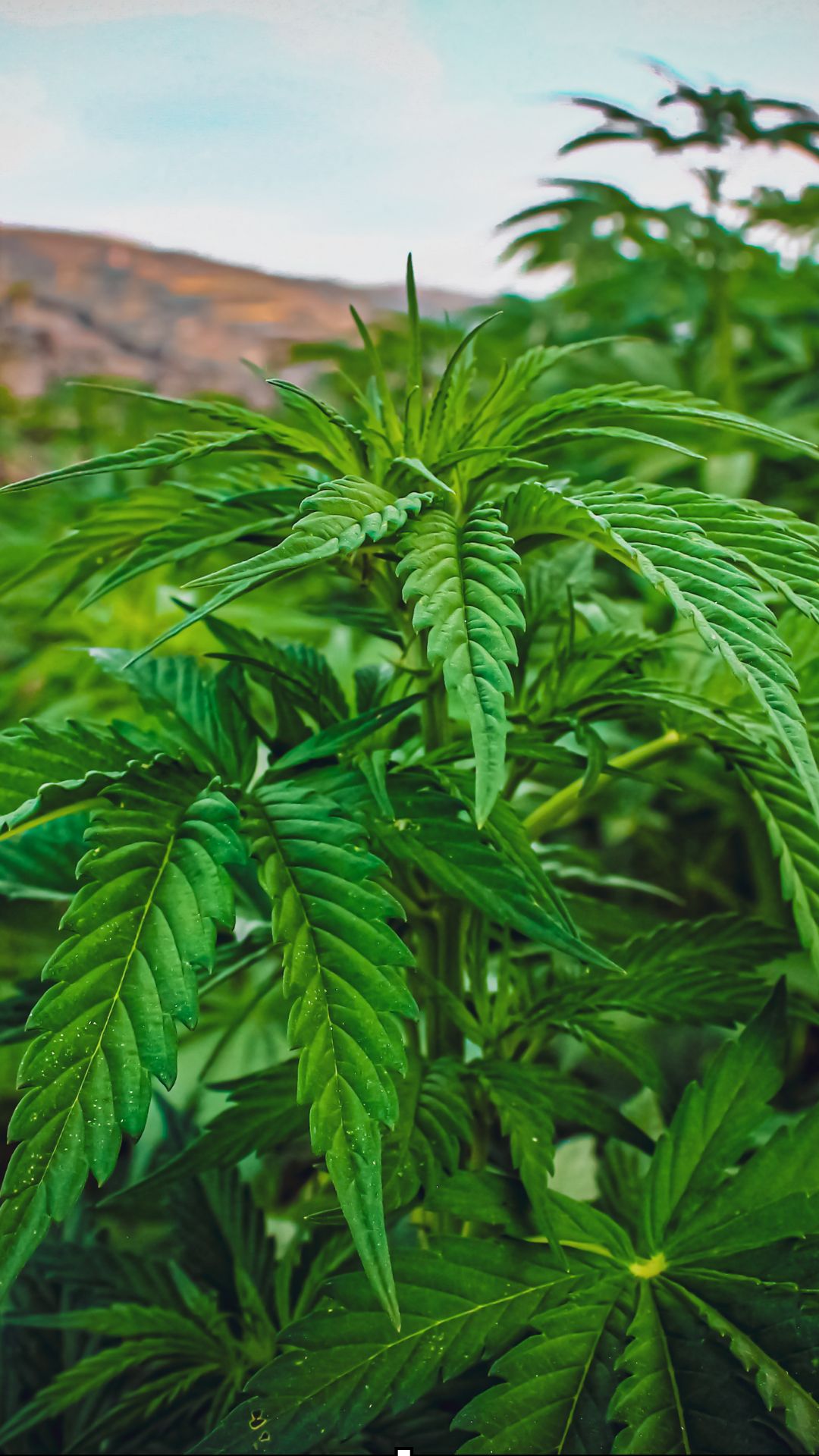 Be a Part of the Beyond Bloom Journey