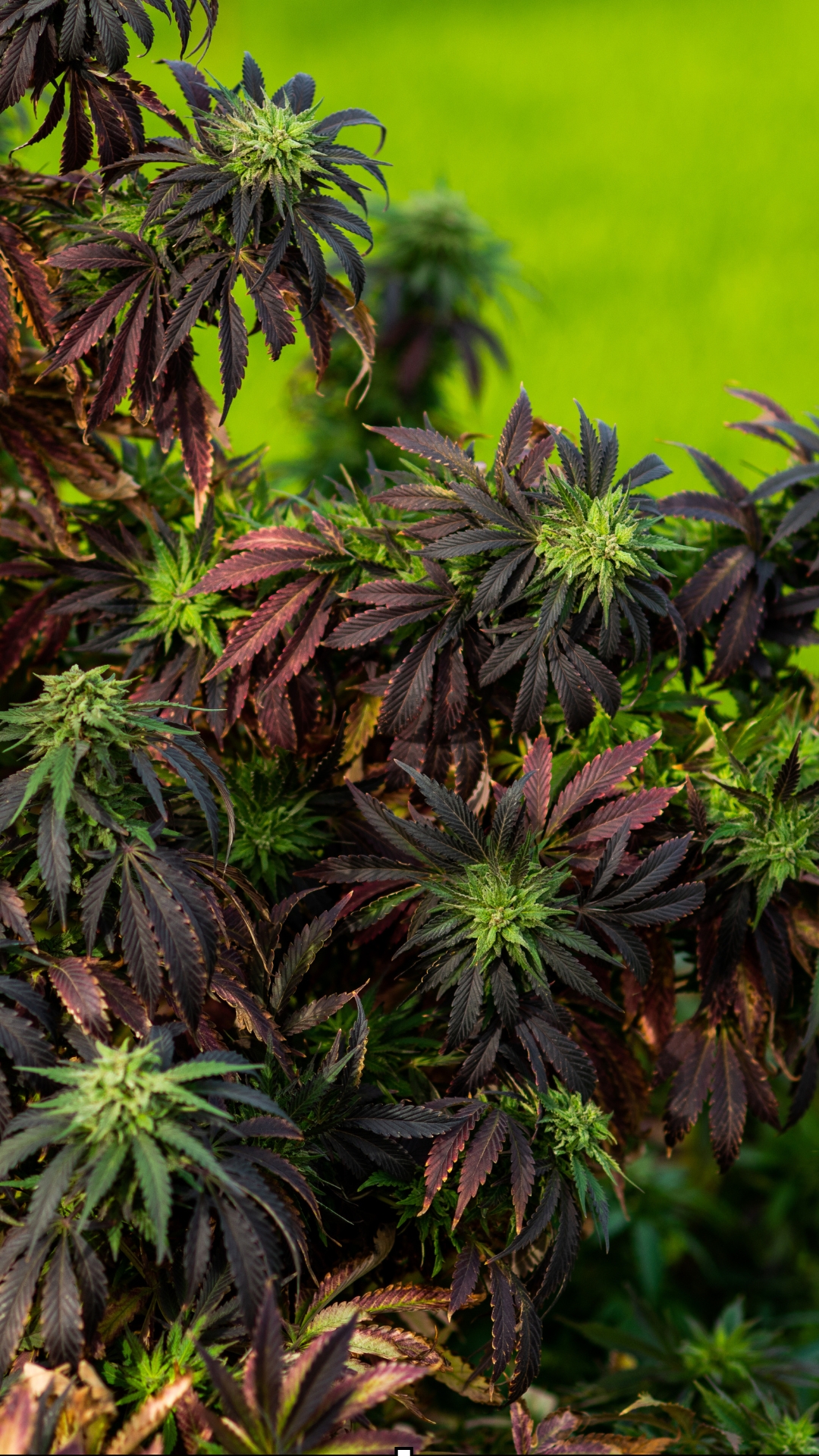 Beyond Bloom – Redefining Excellence